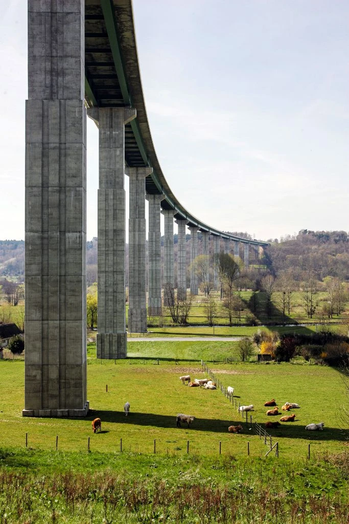 Piliers monumentaux de viaduc LGV avec vaches au pied